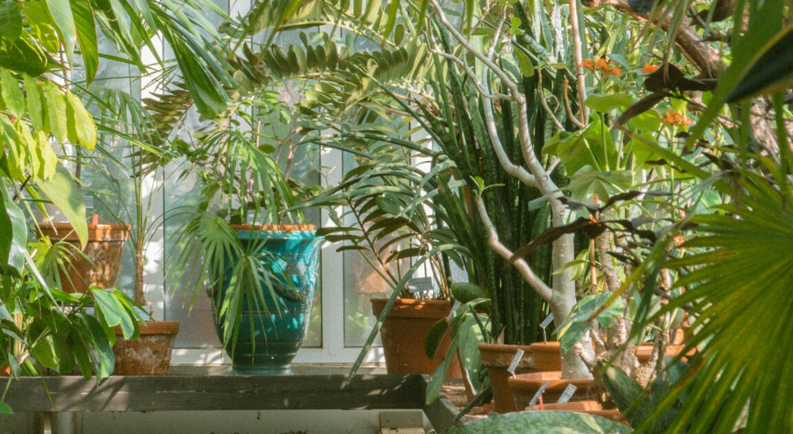 decoración con plantas verdes en alojamiento singular decoración con plantas verdes en alojamiento singular