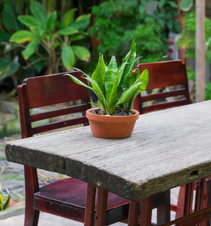 planta decorativa en maceta dentro de alojamiento turístico